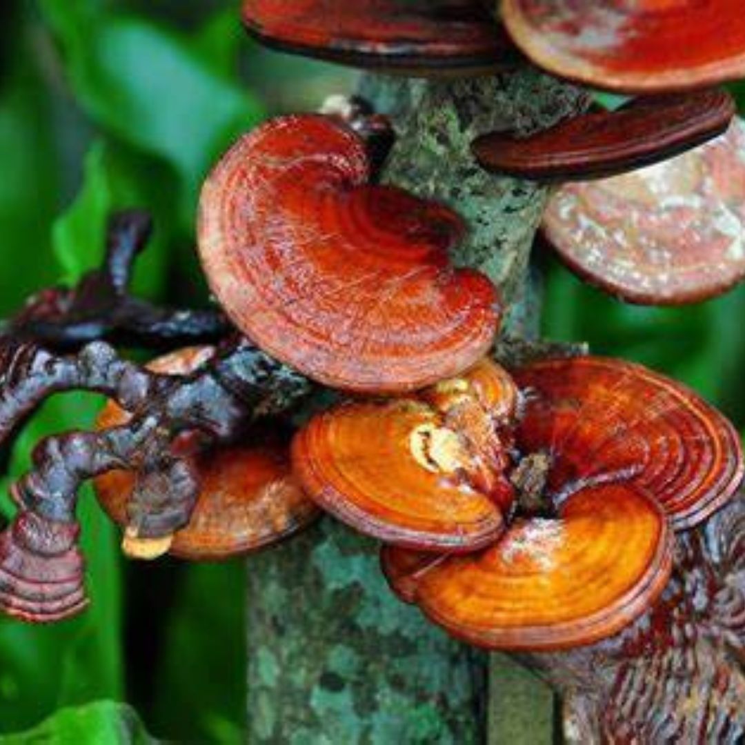 Unlocking the Power of Reishi Mushrooms