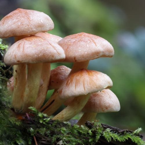 The Benefits of Chaga Mushroom: A Potent Superfood for Immune Support and Vitality